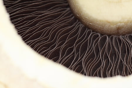champignon, mad, hvid, baggrund, isoleret, vegetabilsk, close-up