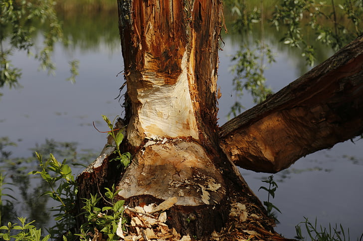 beaver, tree, nature, water, wood, nager, beaver damage