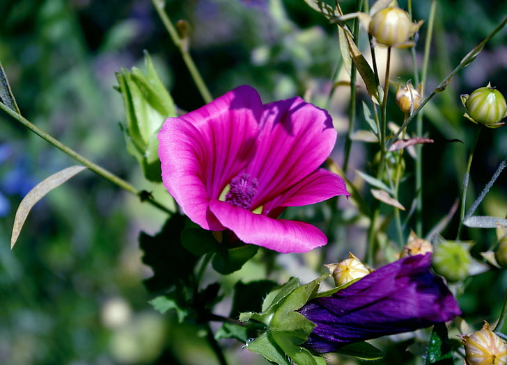flores, naturaleza, flores de verano, flores de color púrpura, flor, planta, Pétalo