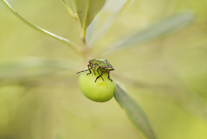 vihreä haise bug, haiseva bug, toukka, nezara viridula, hyönteinen, kasvissyöjä, oliivi