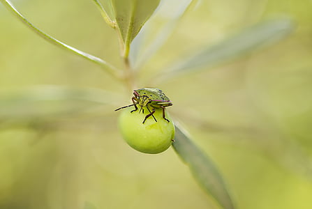 insetto verde di puzzo, bug puzzolente, larva, Nezara viridula, insetto, erbivoro, oliva