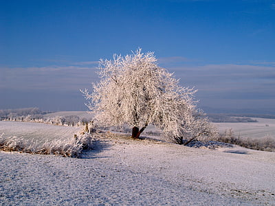 白霜, 冬天, 冰, 冬天的心情, 冻结, 树, 寒冷