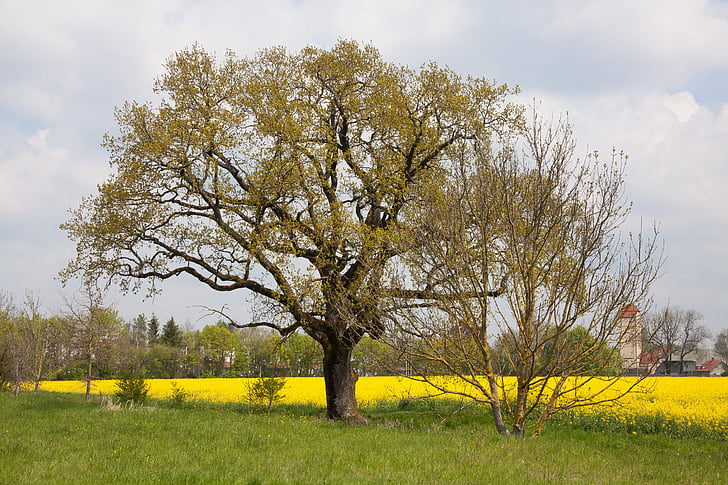 roble, árbol, viejo roble, paisaje, Quercus, alemán roble, primavera