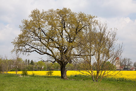 dub, strom, starý dub, Príroda, Quercus, Nemecká, dubová, jar