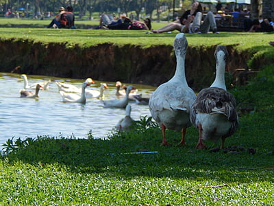 vode, patke, jezero, trava, ptice, piknik