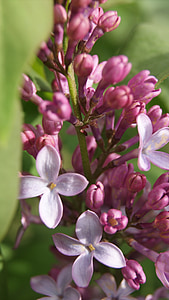 flower, purple, floral, nature, spring, plant, natural