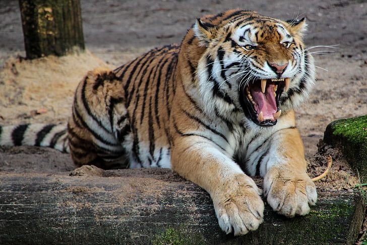tigras, plėšrūnas, gyvūnų, dantų, kriokimas, pavojingas, agresyvus