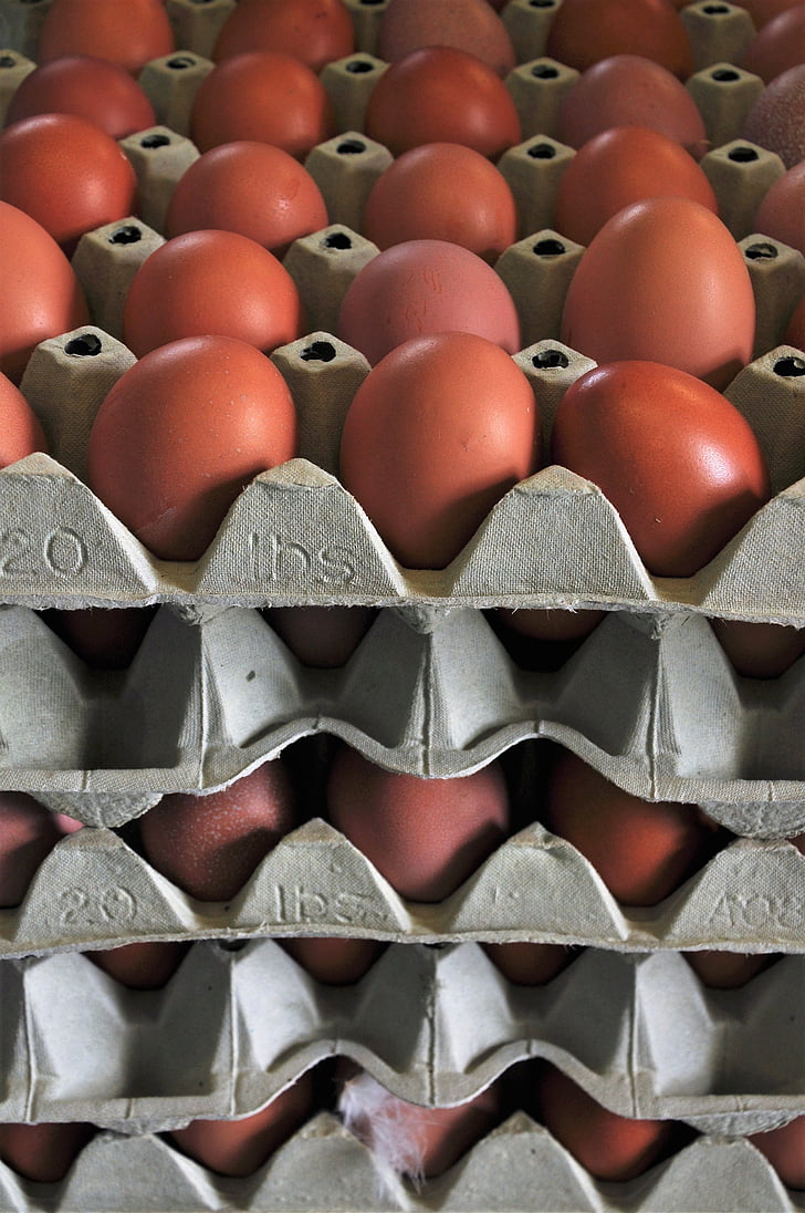 jaje, piletina jaja, Kokošja jaja, prehrana, hrana, karton za jaja, naravno