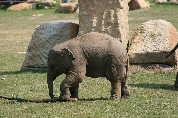 слон, Зоологическа градина, Прага, Чешки, Европа, пътуване, Туризъм