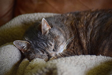 γάτα, στον ύπνο, Χαριτωμένο, ζώο, κατοικίδιο ζώο, εγχώρια, ύπνος