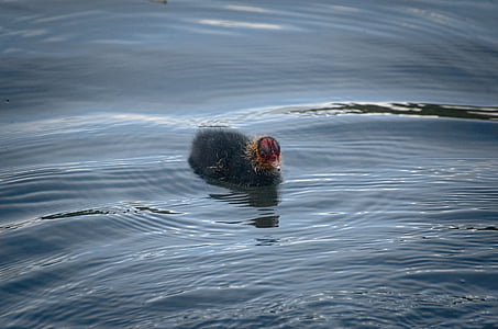 coot, ralle, chicks, young, duck, water bird, animal