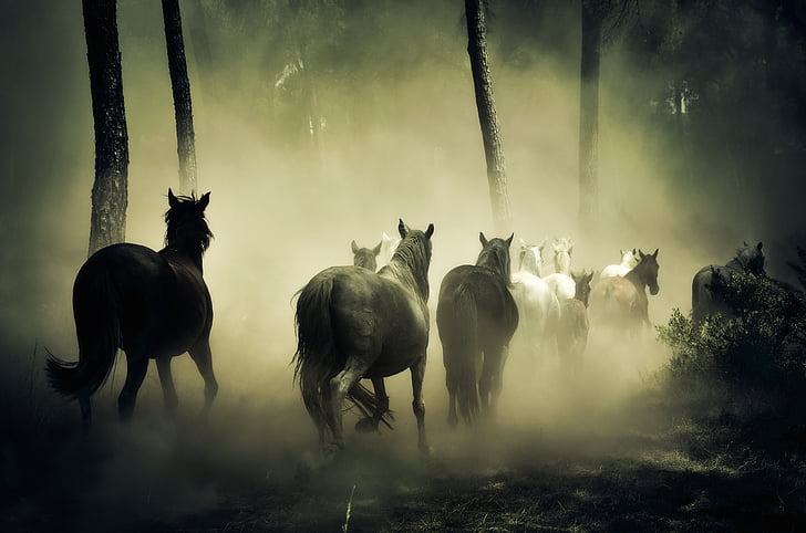 kuda, hewan, alam, empat berkaki, kawanan kuda, hewan tema, kuda