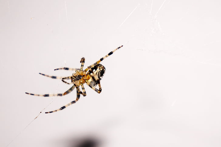 Spider, looma, putukate, loodus, Ämblikulaadsed, võrgu, rippuvad