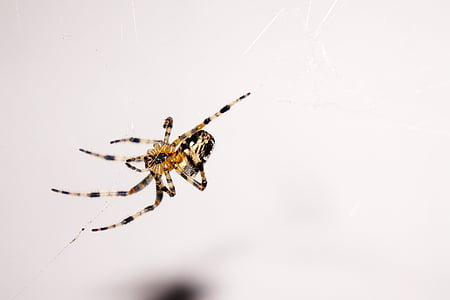 spider, animal, insect, nature, arachnid, network, hanging