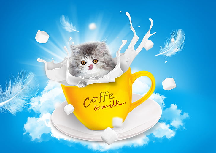 cat, milk, teacup, persian, language, sugar, sky
