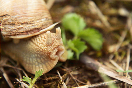 snail, probe, animal, nature, slowly, shell, crawl
