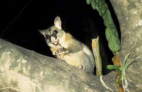 Possum, oposum común de brushtail, marsupial, animales, Australia, beutelsaeugertier, dulce