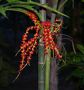 seemned, taim, Palmipuu, Palm, puu, Tropical, punane