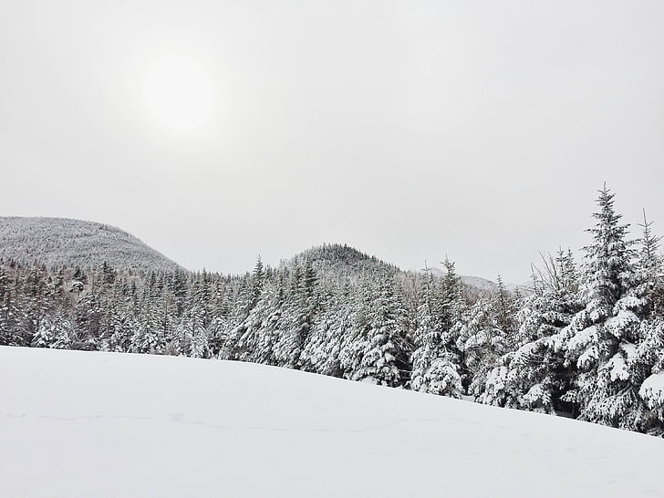 sneh, snehom pokryté, za studena, zimné, borovice, Evergreen, jedľa