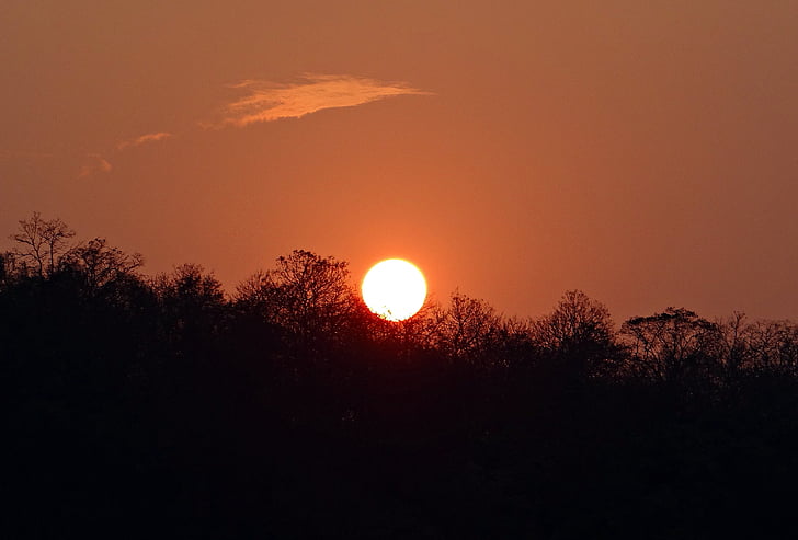 solnedgang, glød, skog, tattihallia, Karnataka, India, natur