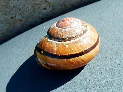 lumaca, Shell, mollusco, chiudere, lentamente, coperture della lumaca, a spirale