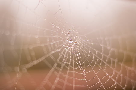 closeup, fotografie, păianjen, Web, picături, apa, în timpul zilei
