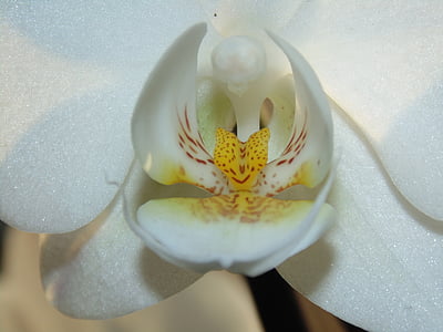 Orchid, hvid, blomst, gul, plante, natur
