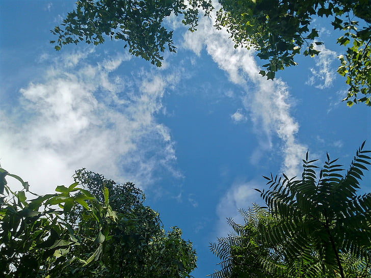 небе, облак, Treetops, на открито, природата, дърво, лято