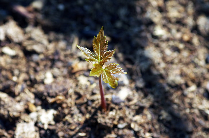 růst, strom, Javor, jaro, prostředí, list, zelená