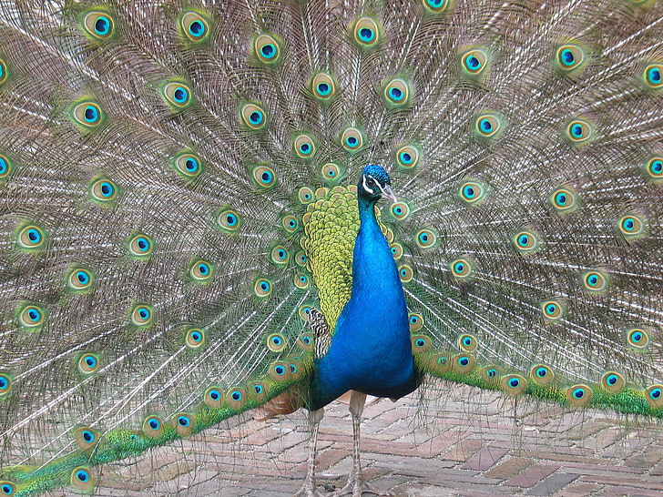 nature, bird, peacock, feathers, eye, blue, green