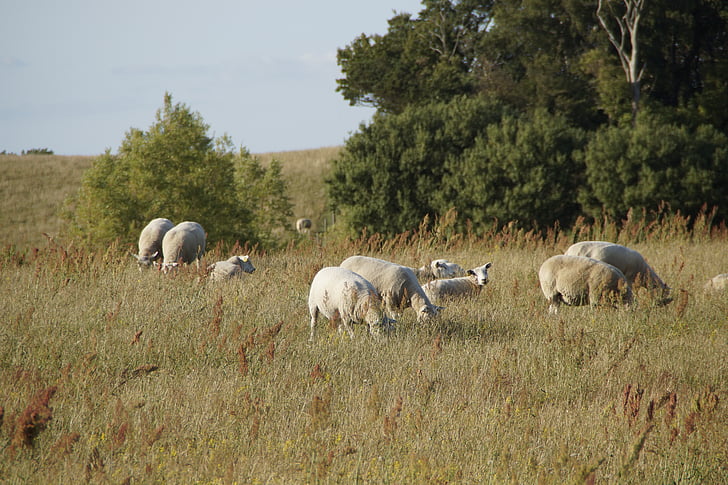 moutons, pâturages de moutons, paître, Meadow, Suède, végétation côtière