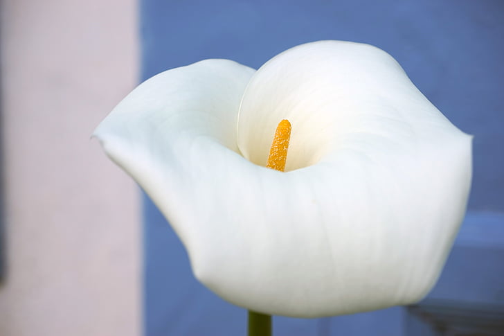 Calla, květ, závod, bílá, květ, Bloom, Příroda