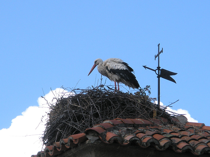stork, white stork, birds