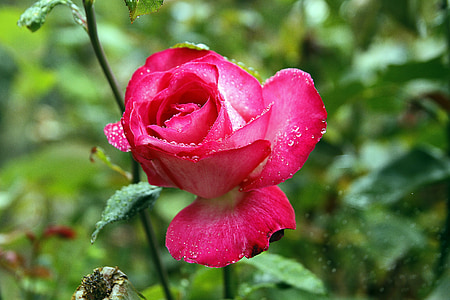 Rosa, bunga, alam, merah, semprot, tanaman, kelopak