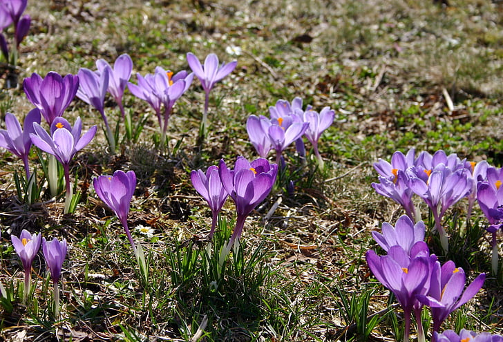 Crocus, Violeta, Violeta, frühlingsanfang, Pavasaris, zieds, Bloom
