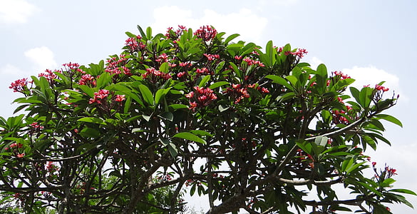 plumeria rubra, frangipani, red frangipani, temple tree, plumeria, flower, red
