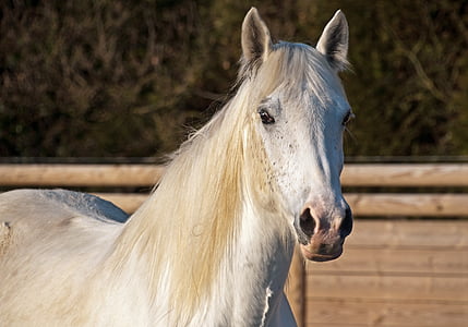 cavall, blanc, mare, Retrat, animals domèstics, cabellera, un animal