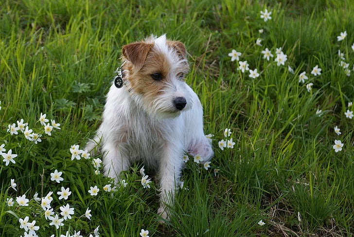 anjing domestik, musim semi, anjing, melihat anjing, anjing ras campuran, hewan peliharaan bunga, satu binatang