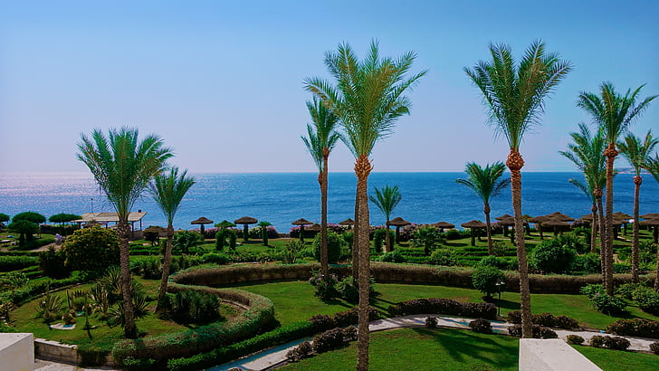 mar, Egito, palmeiras, Hotel, palmeira, agricultura, clima tropical