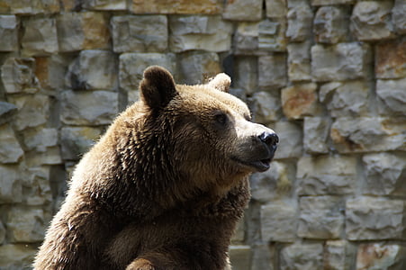 urso, urso pardo, urso pardo, animal, jardim zoológico, peluche, mamífero