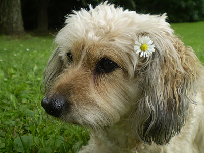 σκύλος, μικρό, Πορτραίτο ζώου, Χαριτωμένο, κατοικίδιο ζώο