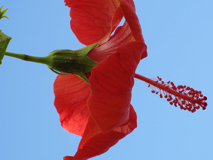 fiore, tropici, Ibiscus, Marocco