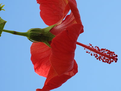 gėlė, tropikuose, hybiscus, Marokas