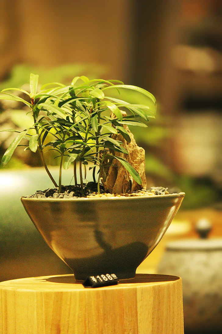 Bonsai, črepníkové rastliny, čerstvé, strana