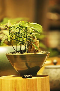 Bonsai, plantes en test, fresc, el partit