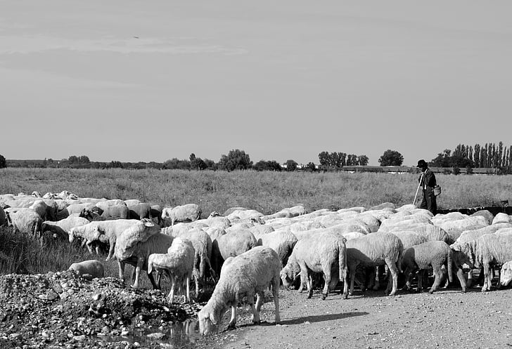 moutons, Camacho, camp de