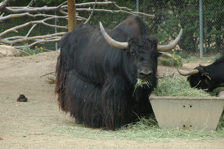 yak, eating, hay