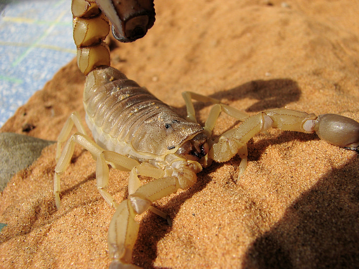 Schorpioen, zwangere vrouwelijke volwassene, giftige venom, vaak fataal, gele scorpion, androctonus australis, zwangere vrouw