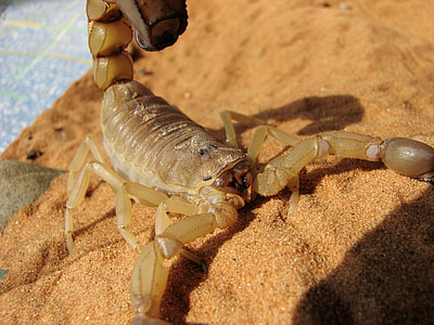 Skorpioni, raskaana olevien naisten aikuinen, myrkyllisiä venom, usein kuolemaan, keltainen scorpion, androctonus australis, raskaana oleva nainen
