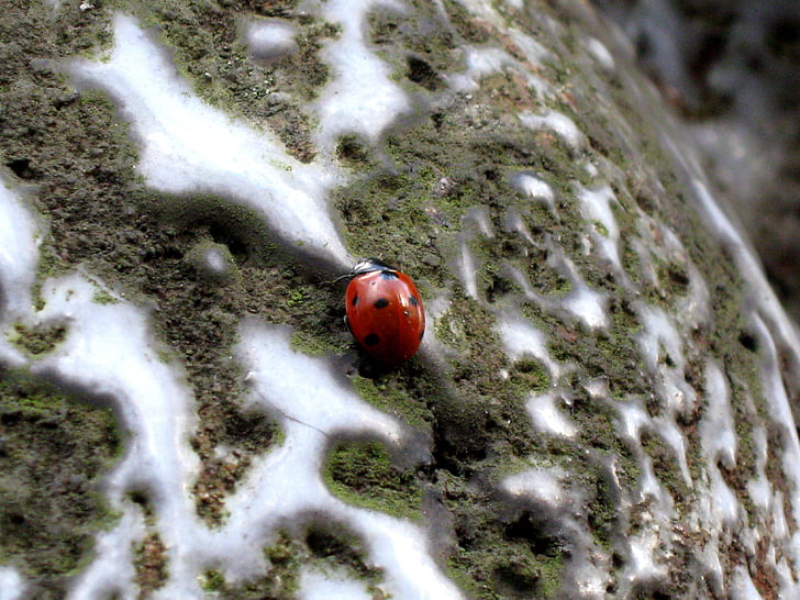 ladybug, insect, dots, red, nature, animal, macro